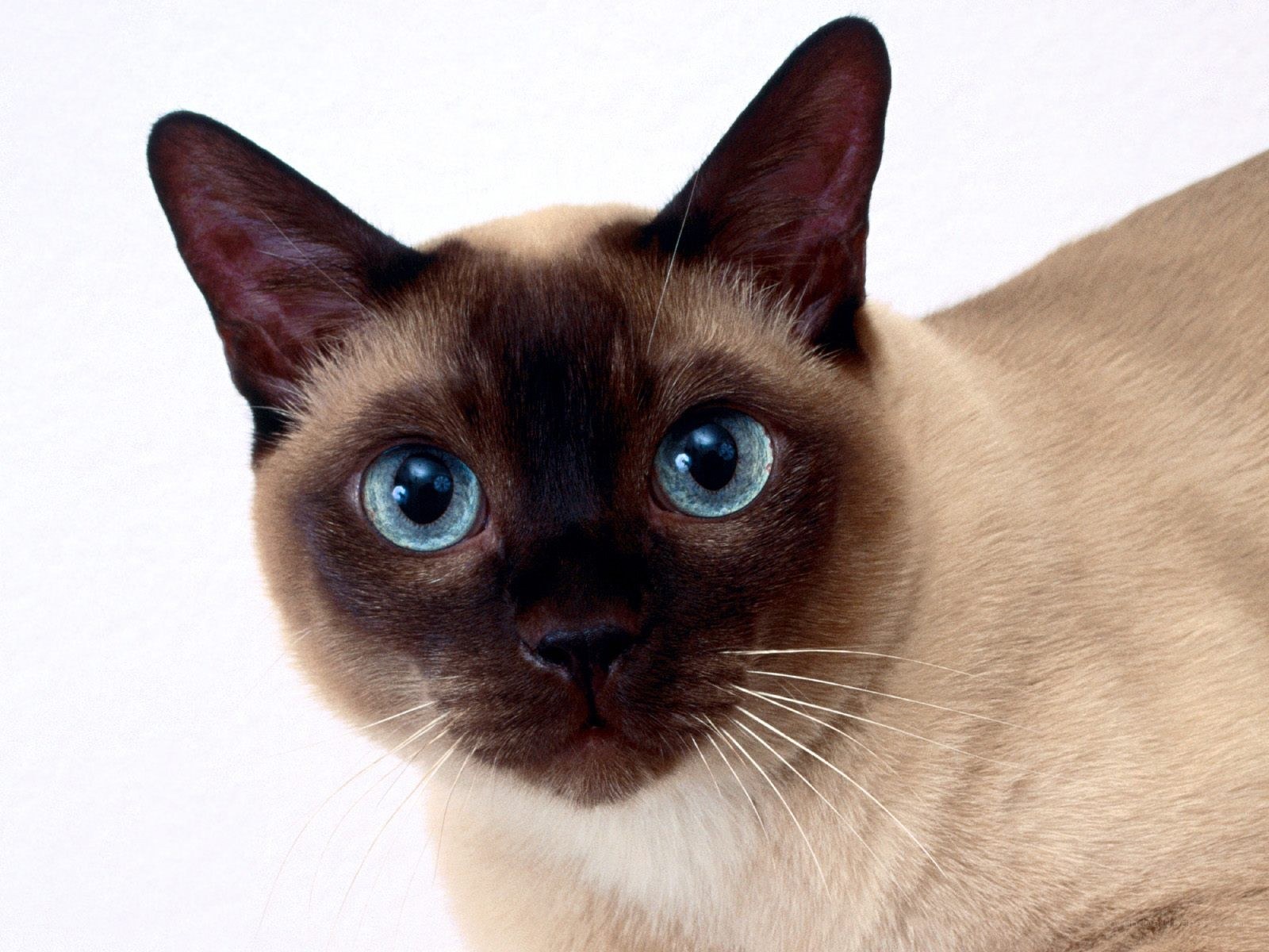 Siamese cat with blue eyes