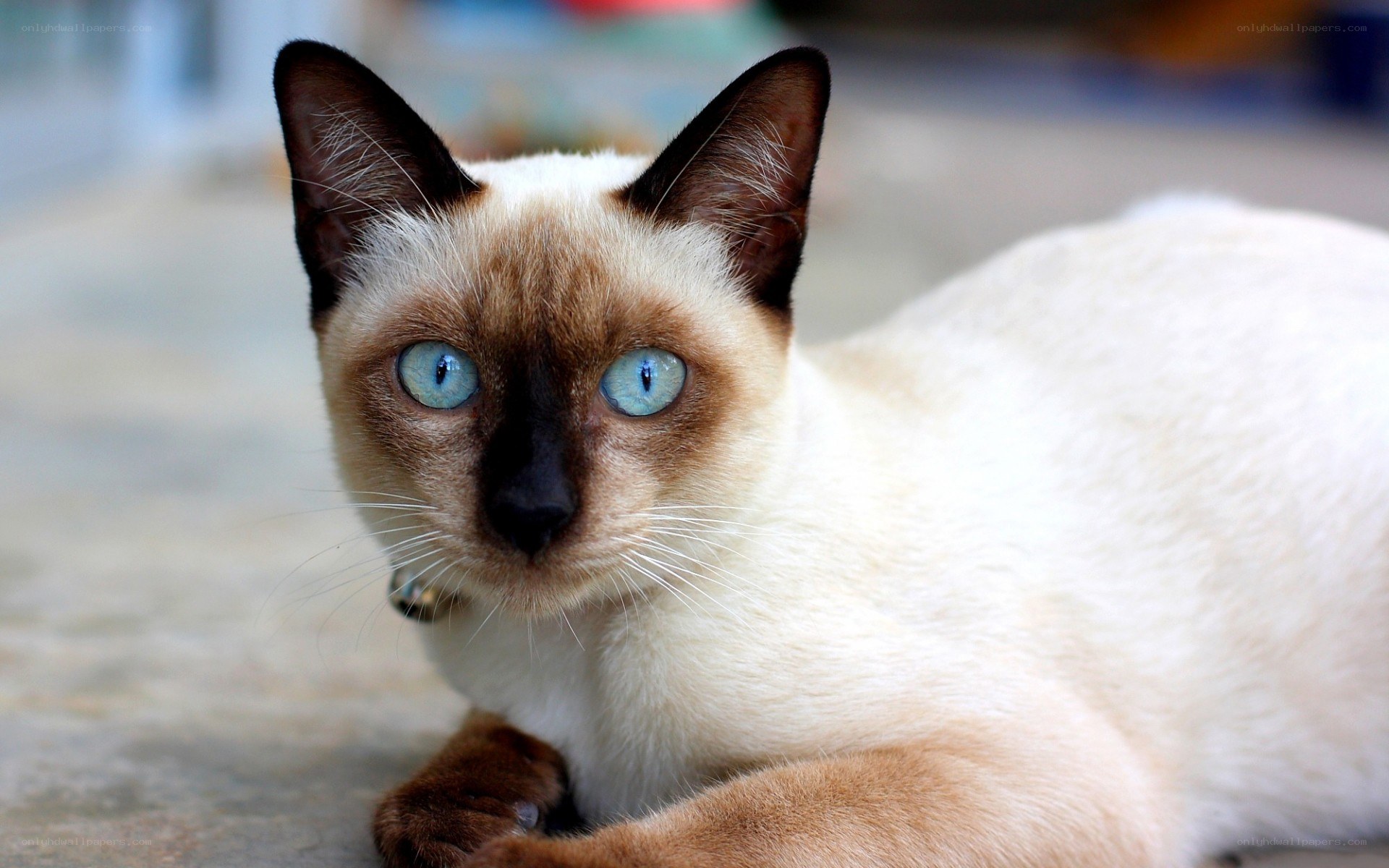 Siamese cat with blue eyes