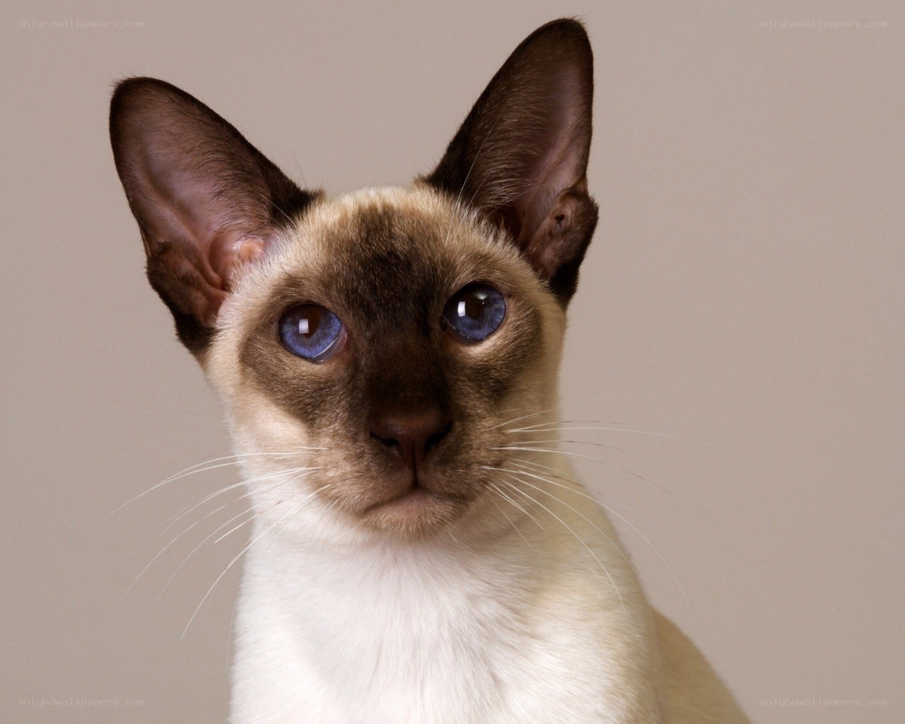 Siamese cat with blue eyes