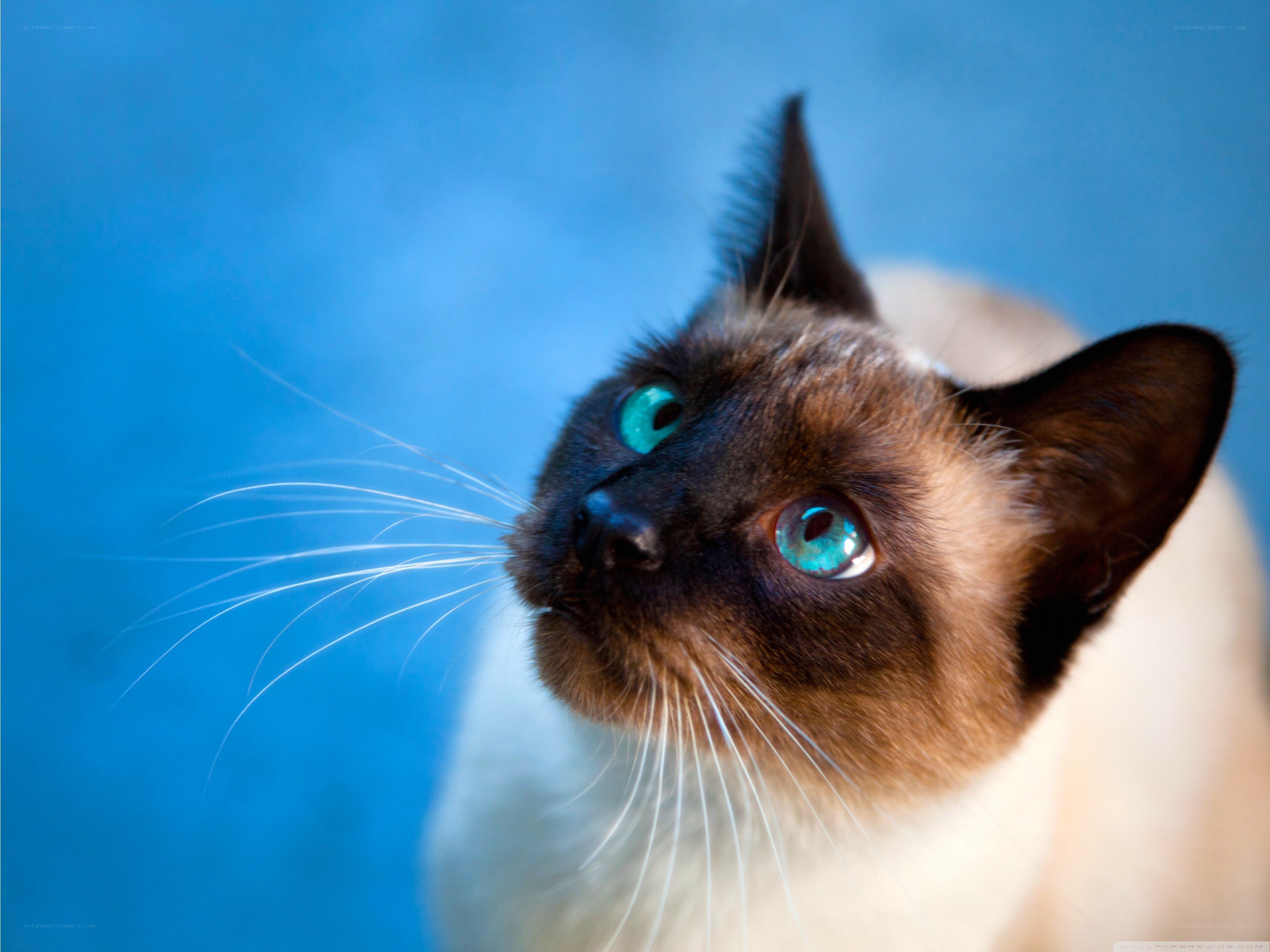 Siamese cat with blue eyes