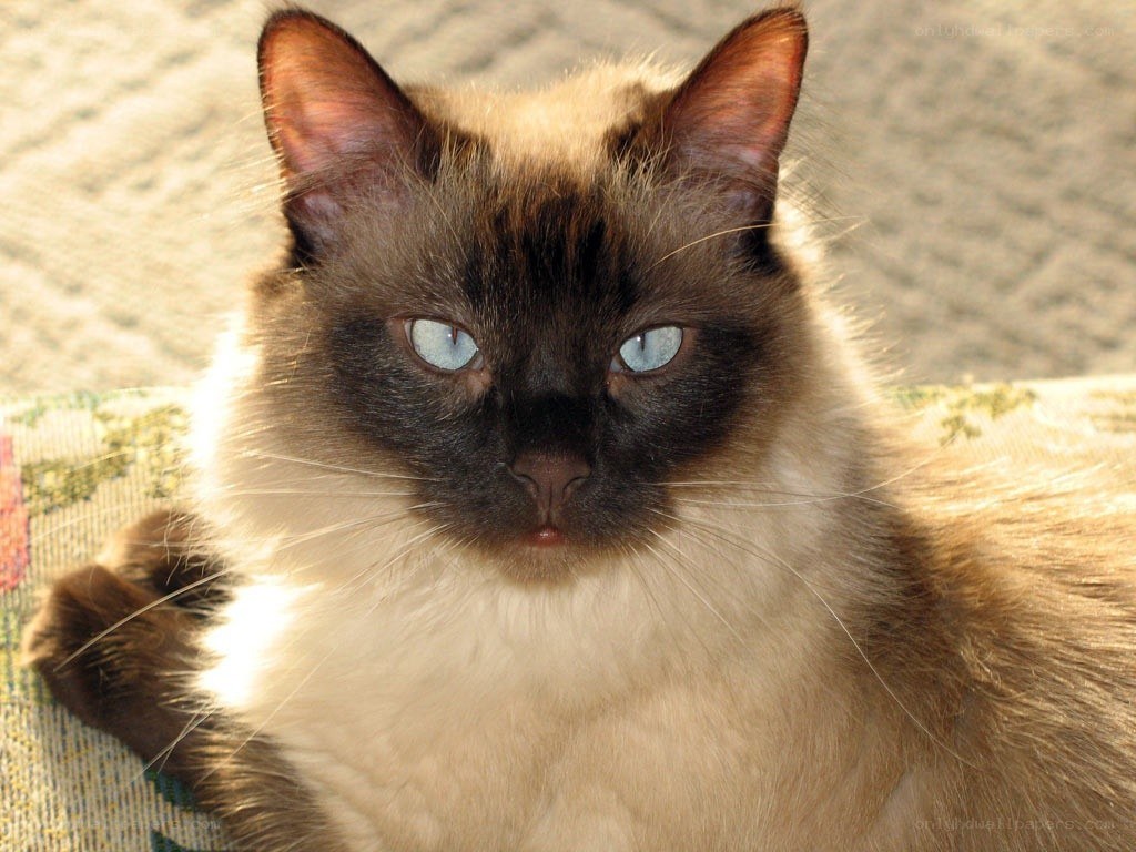 Siamese cat with blue eyes