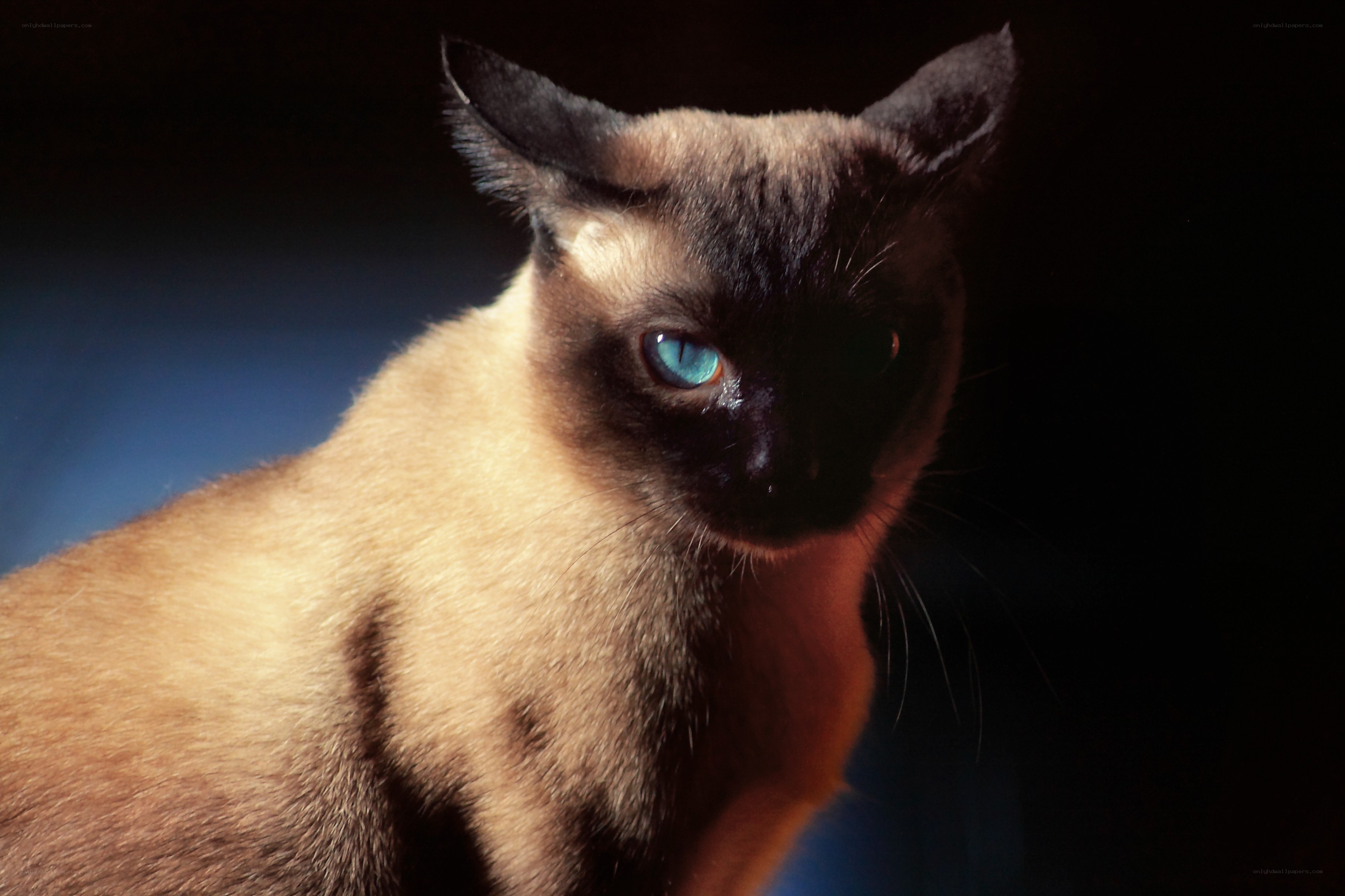 Siamese cat with blue eyes