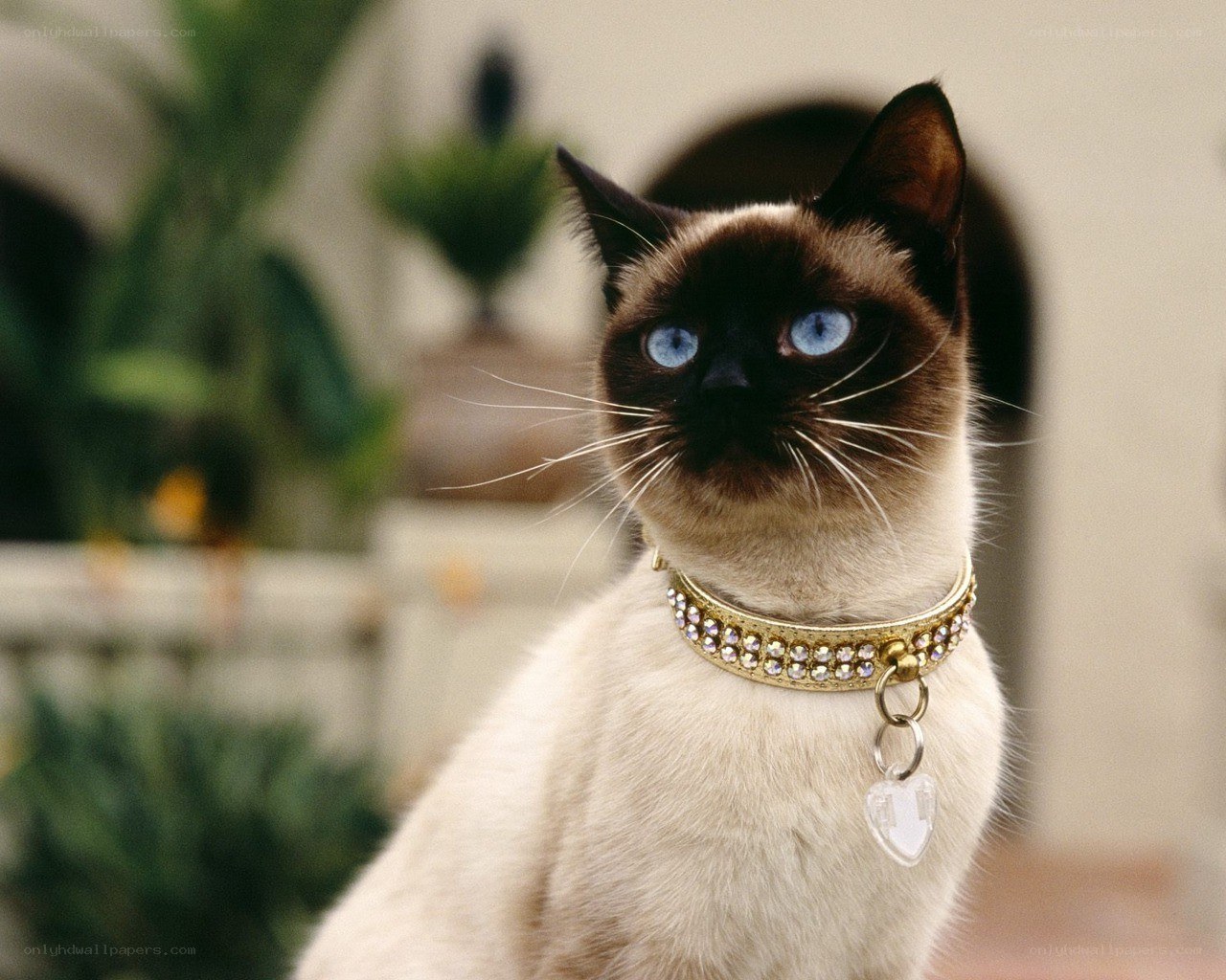 Siamese cat with blue eyes
