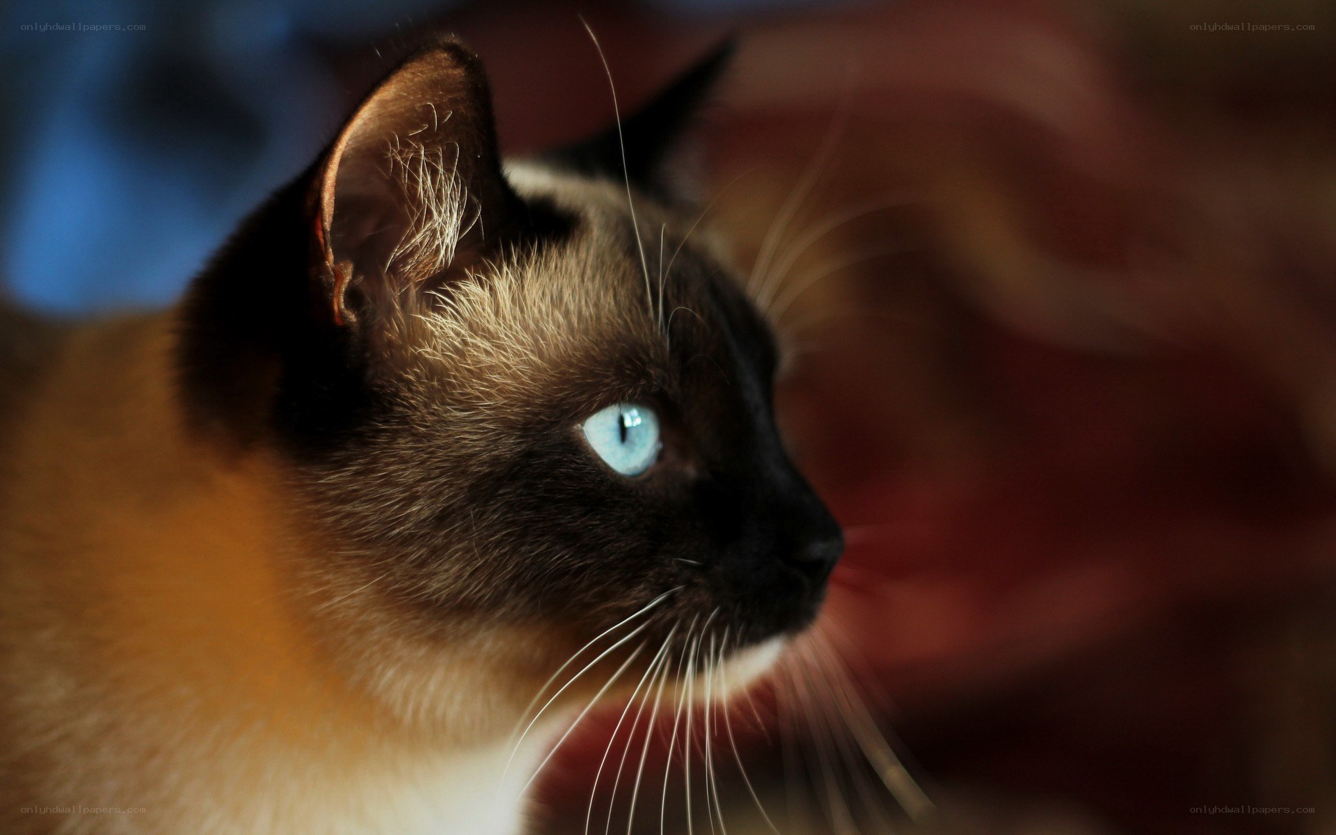 Siamese cat with blue eyes