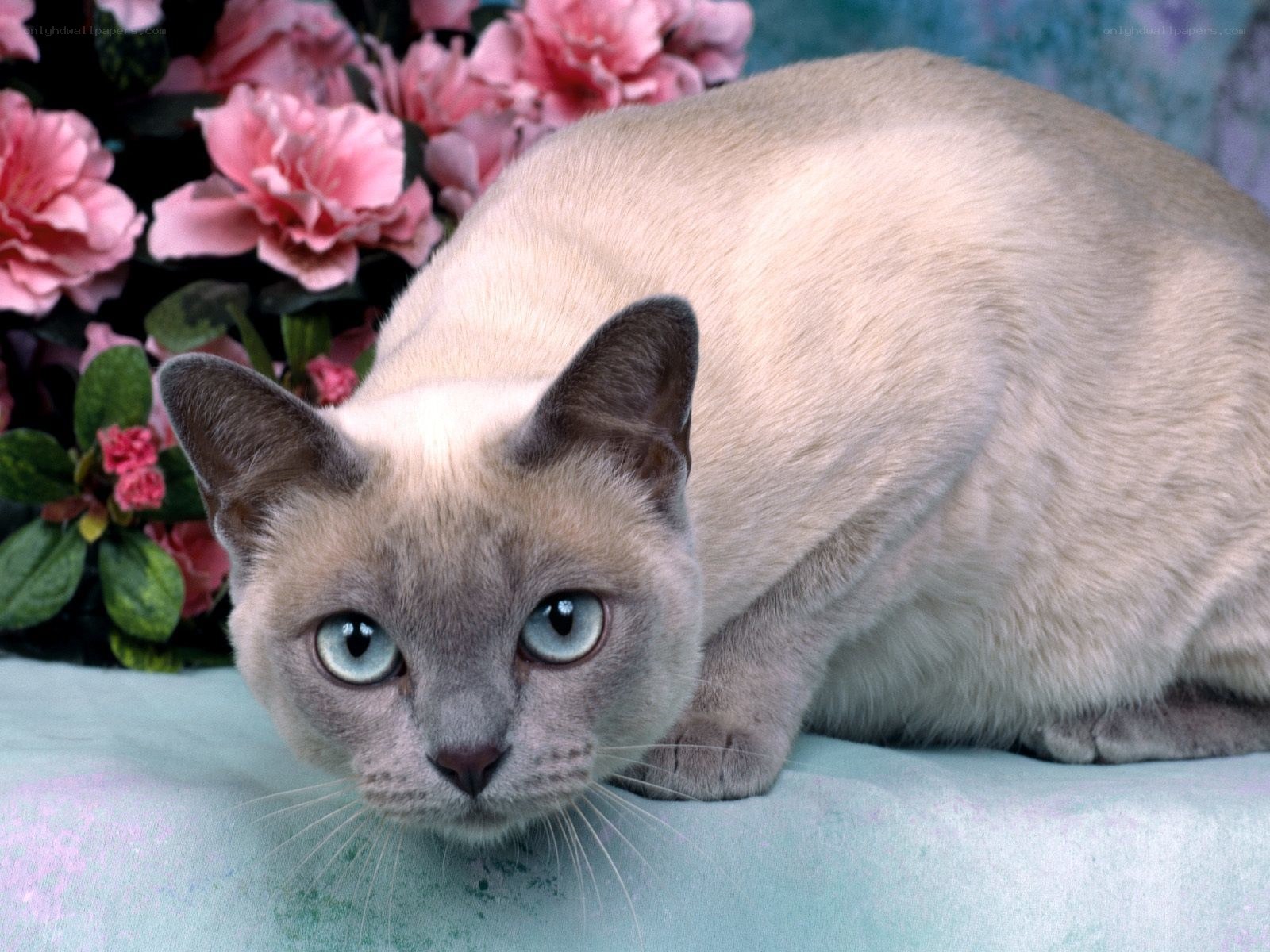 Siamese cat with blue eyes
