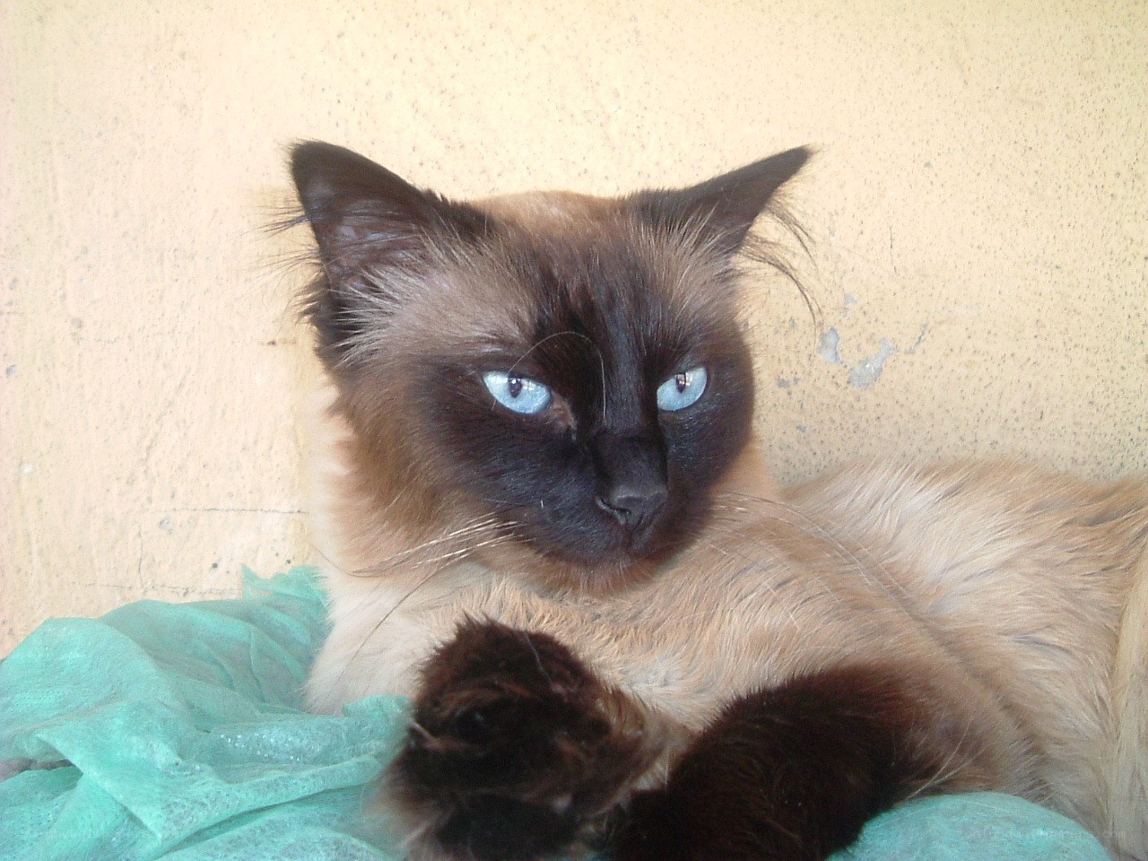 Siamese cat with blue eyes