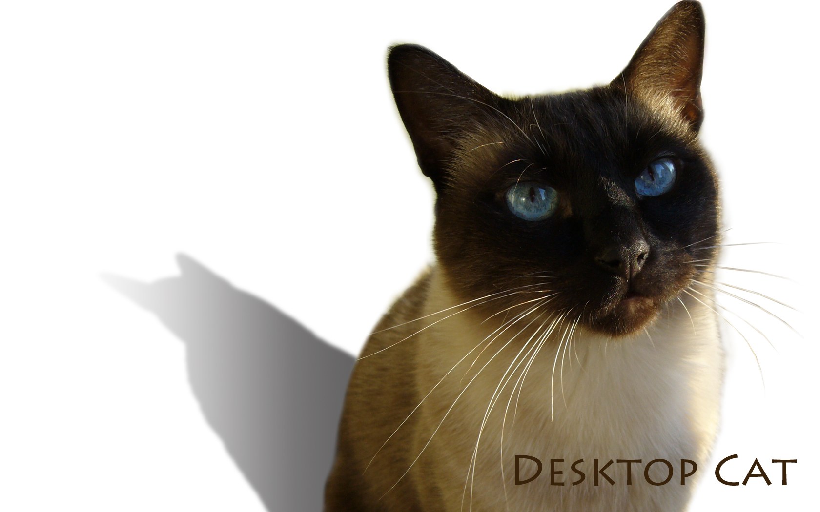 Siamese cat with blue eyes