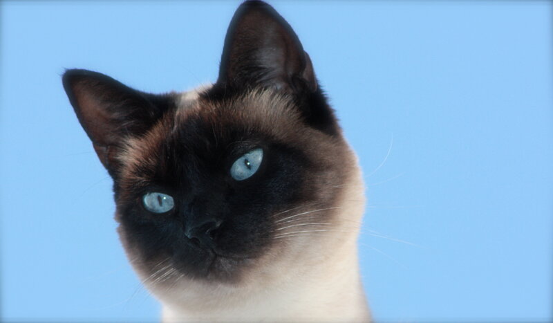 Siamese cat with blue eyes