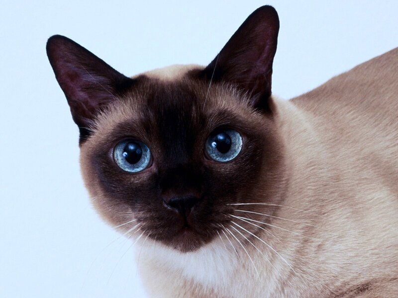 Siamese cat with blue eyes