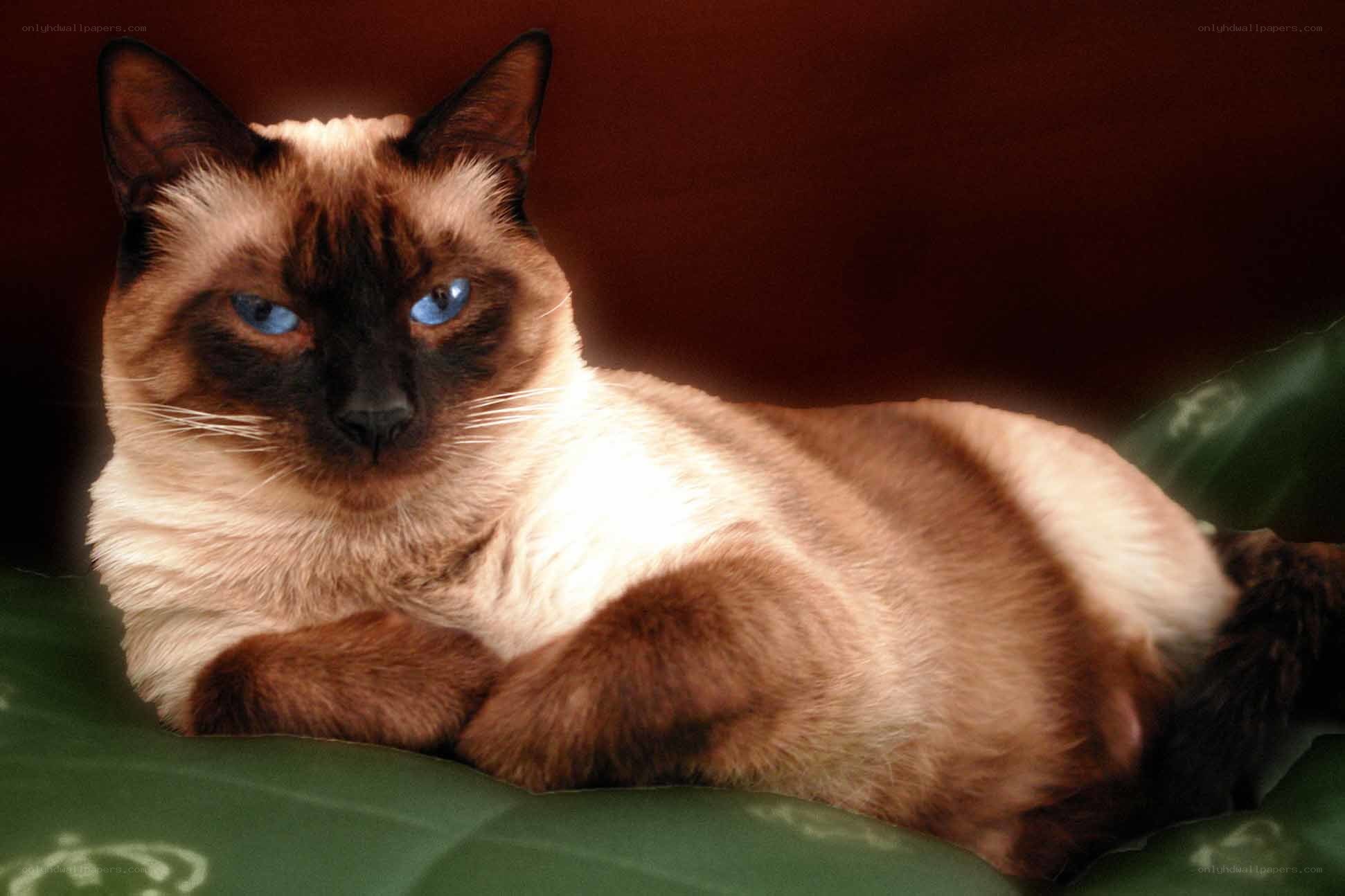 Siamese cat with blue eyes