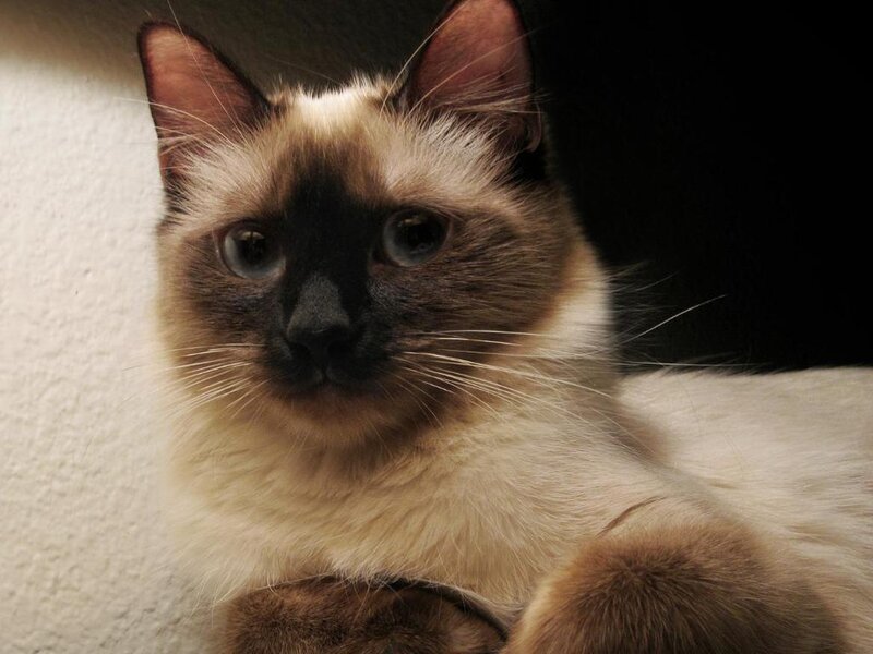 Siamese cat with blue eyes