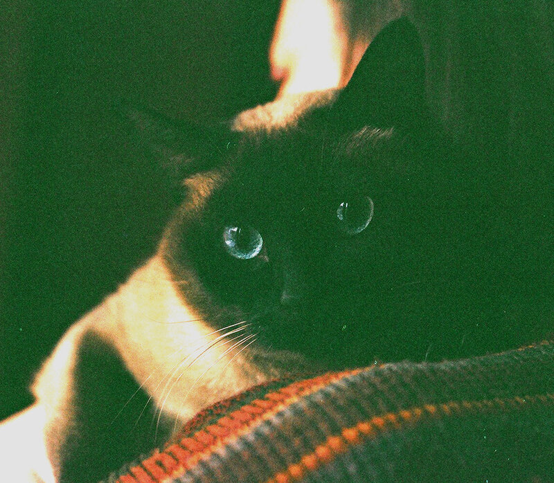 Siamese cat with blue eyes