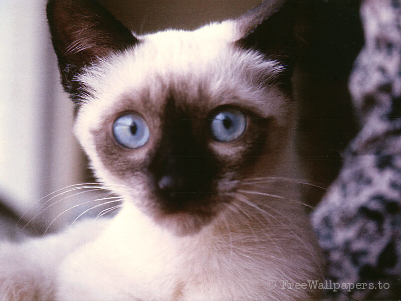 Siamese cat with blue eyes
