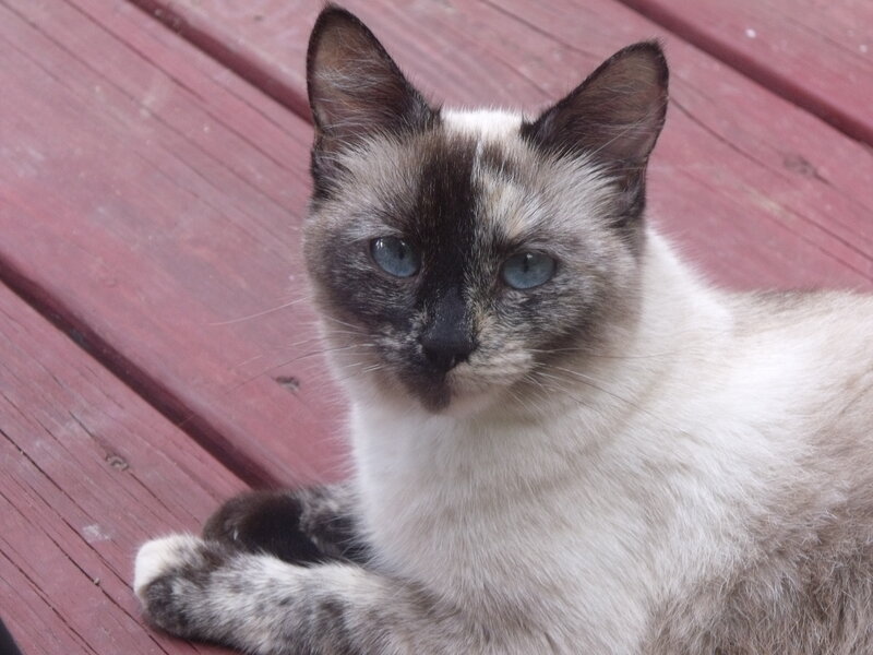Siamese cat with blue eyes