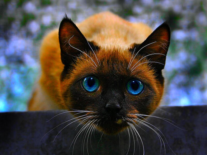 Siamese cat with blue eyes
