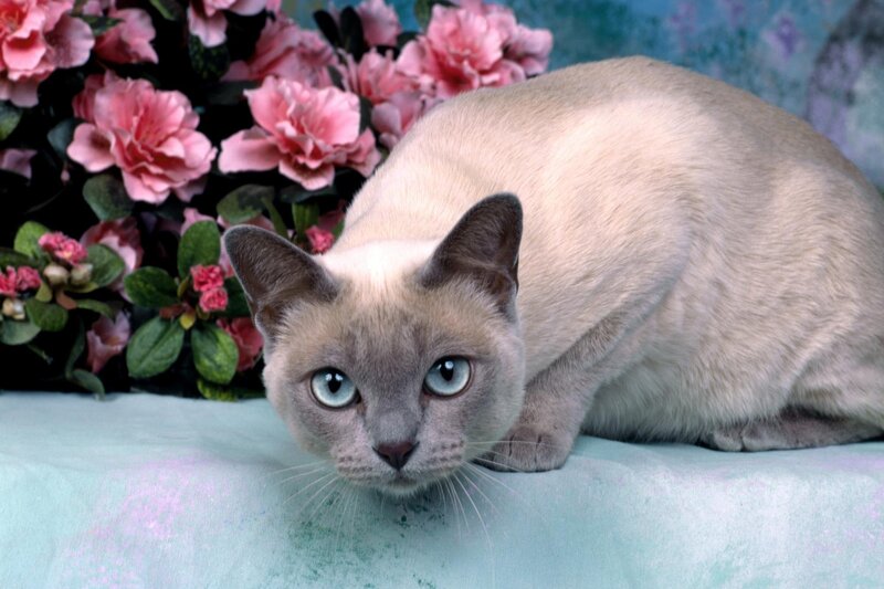 Siamese cat with blue eyes