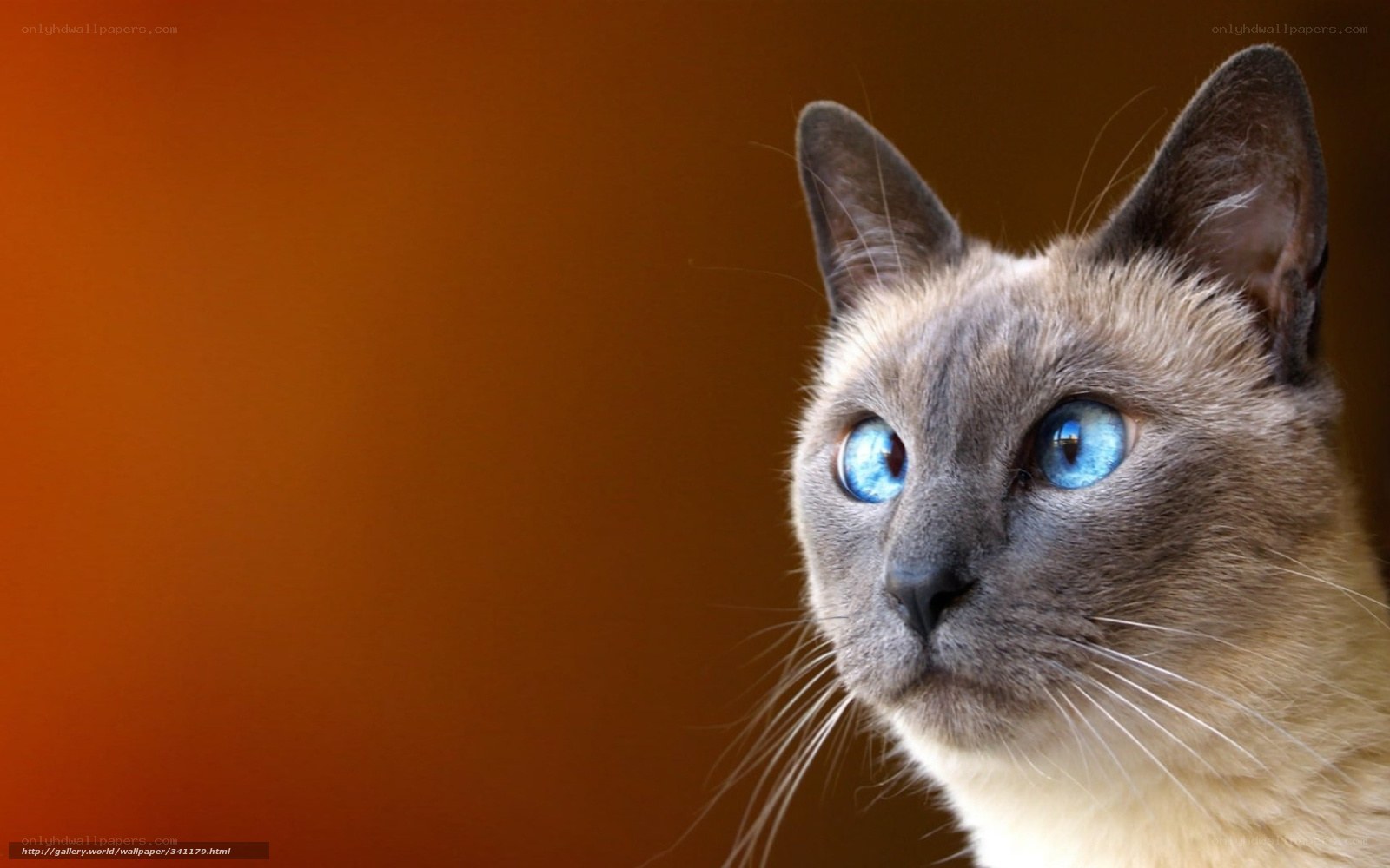 Siamese cat with blue eyes