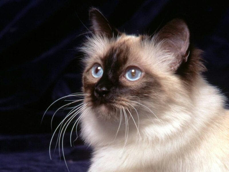Siamese cat with blue eyes