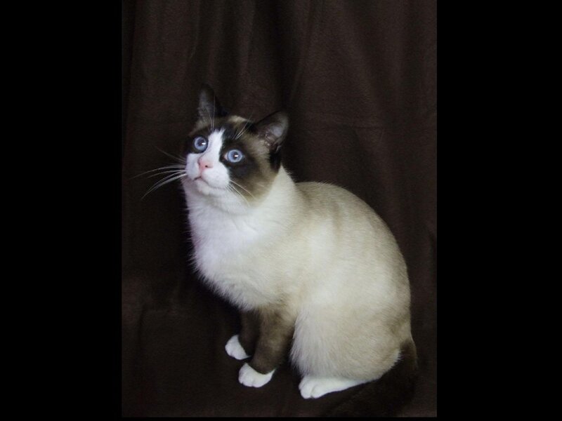 Siamese cat with blue eyes