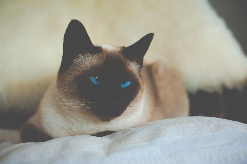 Siamese cat with blue eyes
