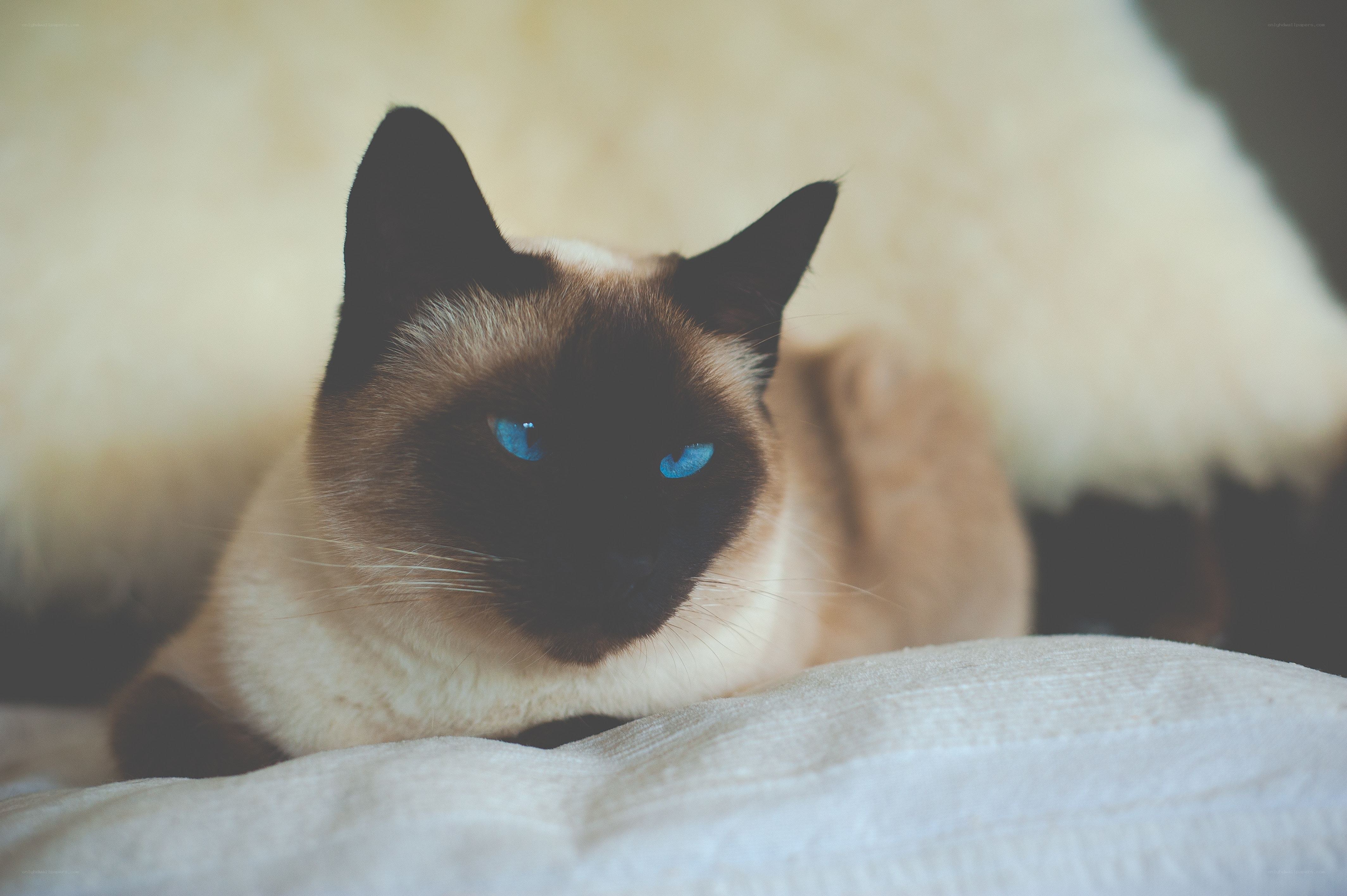 Siamese cat with blue eyes