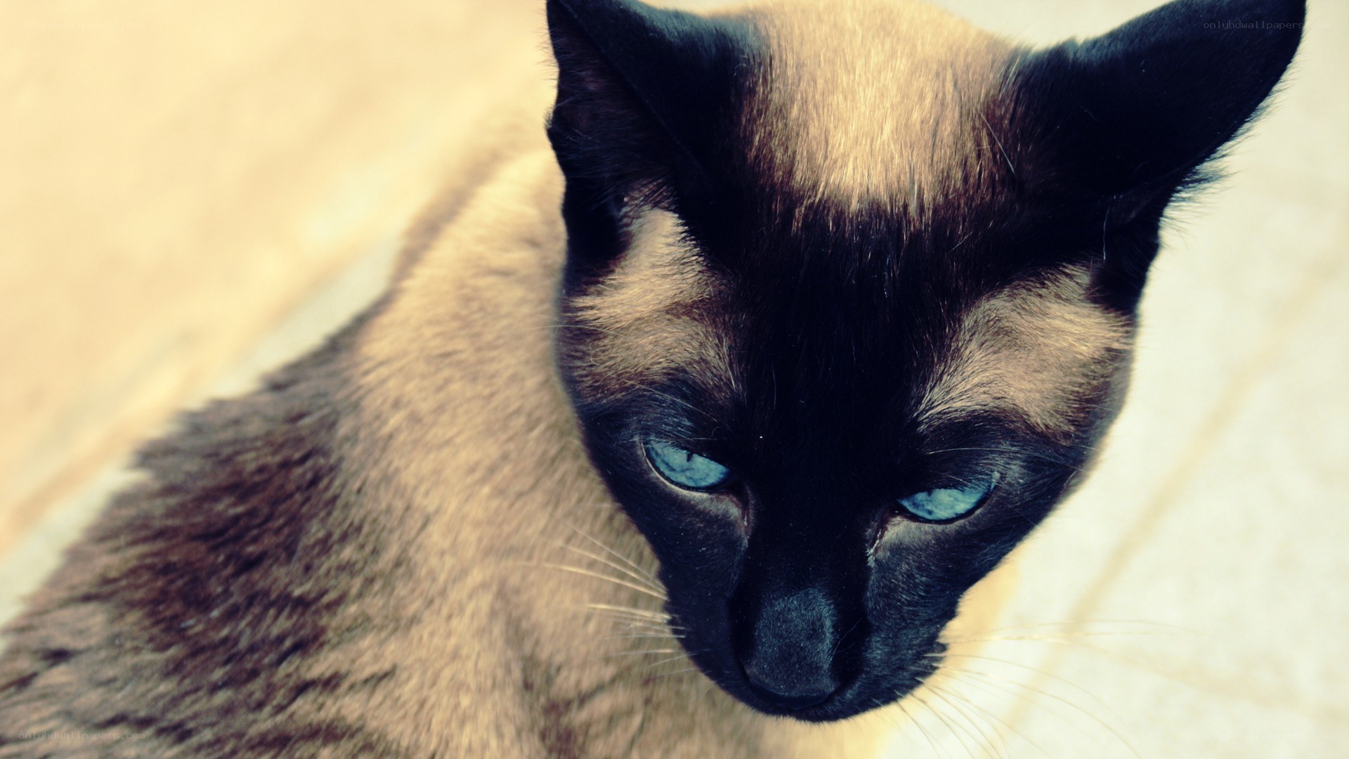 Siamese cat with blue eyes