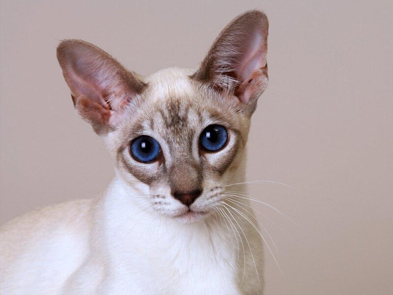 Siamese Cat with Blue Eyes — Beige