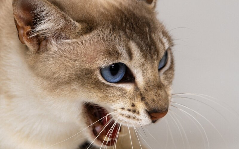 Siamese Cat with Blue Eyes — Brown, Aggressive