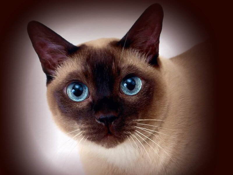 Siamese Cat with Blue Eyes — Brown, Calm, Photograph, Blue Eyes