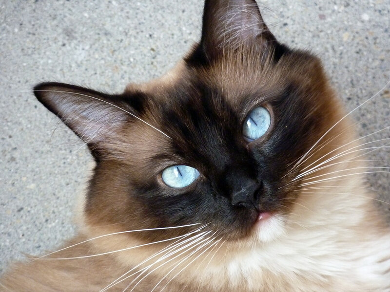 Siamese Cat with Blue Eyes — Brown, Calm, Photograph, Concrete Ground