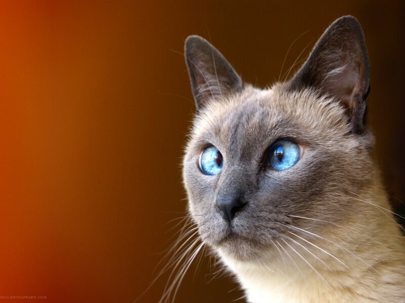 Siamese Cat with Blue Eyes — Brown, Calm, Photograph