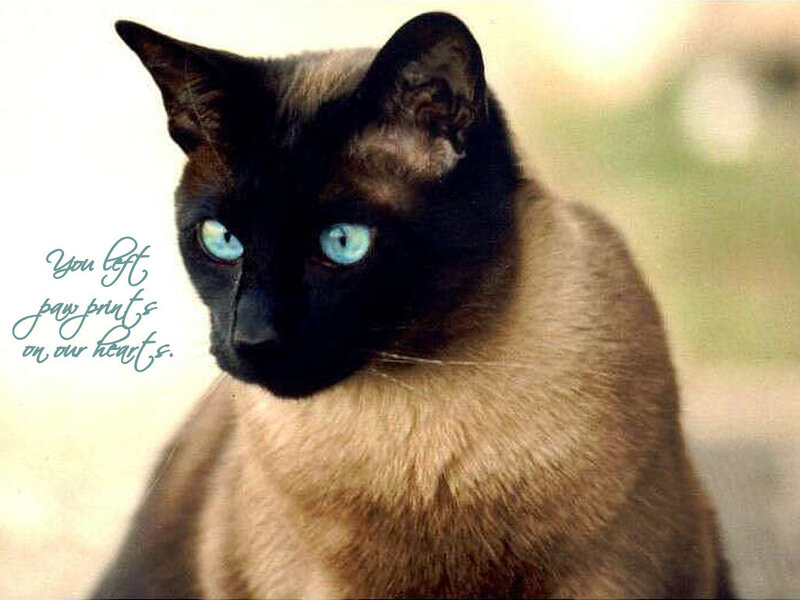 Siamese Cat with Blue Eyes — Brown, Calm