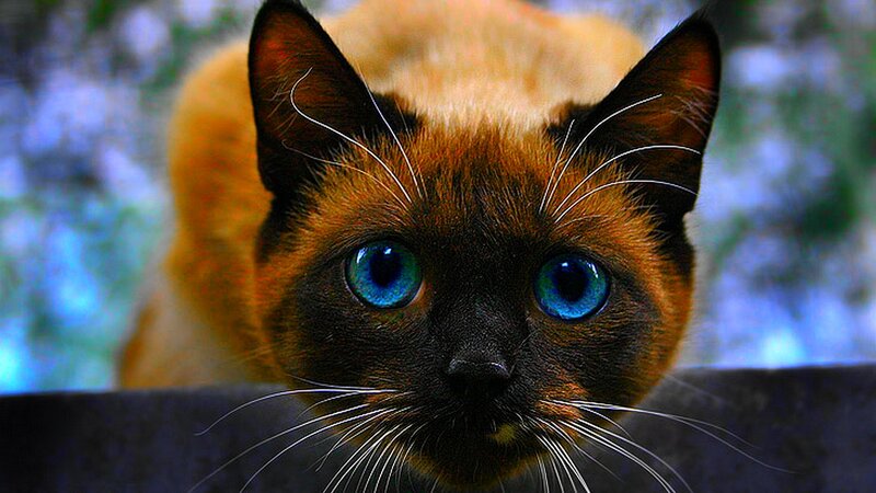Siamese Cat with Blue Eyes — Brown, Curious, Photograph