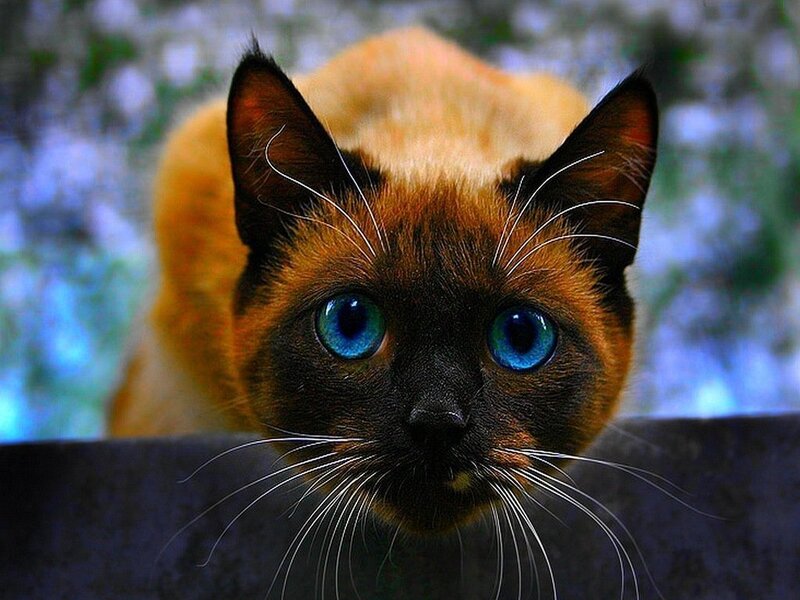 Siamese Cat with Blue Eyes — Brown, Curious
