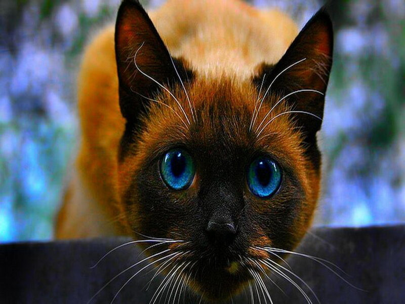 Siamese Cat with Blue Eyes — Brown, Intense