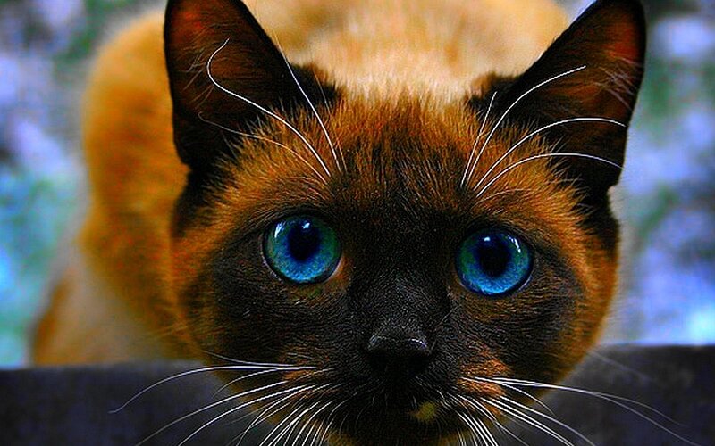 Siamese Cat with Blue Eyes — Brown