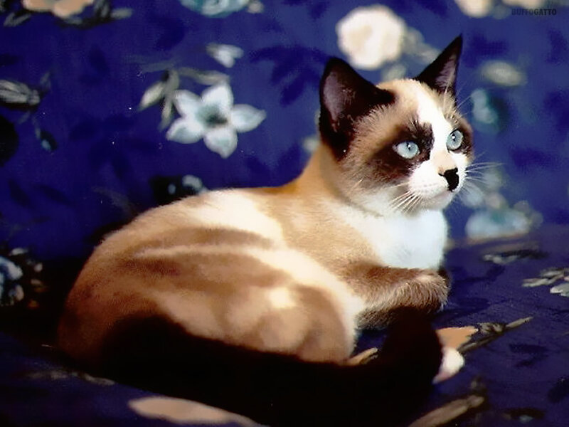Siamese Cat with Blue Eyes — Calm, Photograph