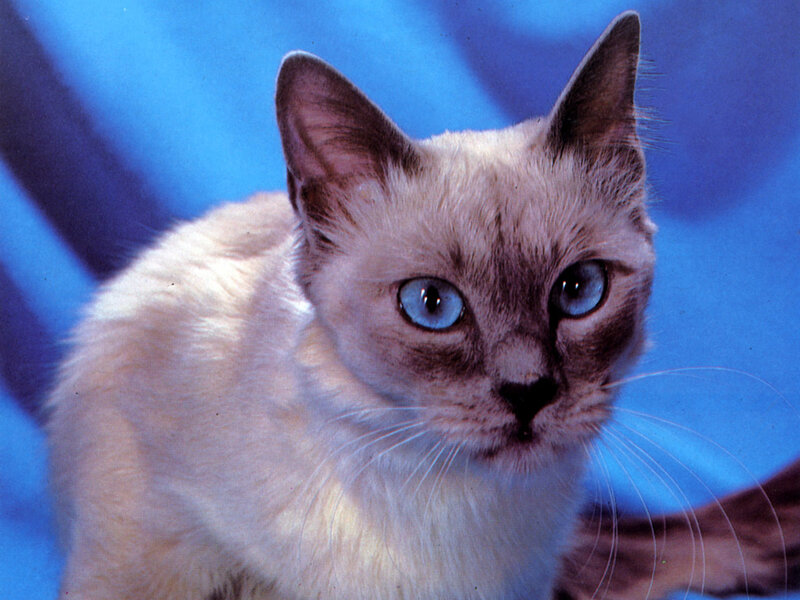 Siamese Cat with Blue Eyes — Calm