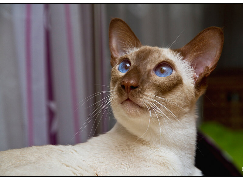 Siamese Cat with Blue Eyes — Cream