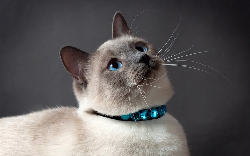 Siamese Cat with Blue Eyes — Gray