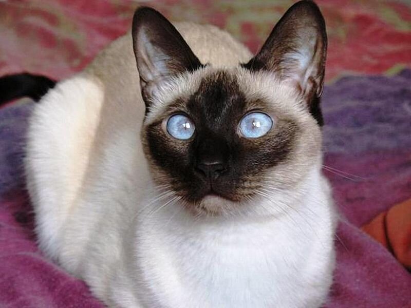 Siamese Cat with Blue Eyes — White, Calm, Photograph, Blanket