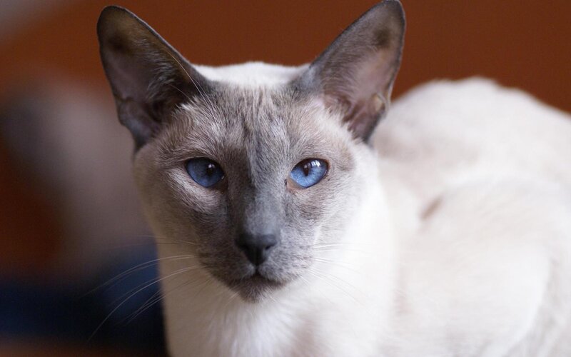 Siamese Cat with Blue Eyes — White, Calm, Photograph, Blue Eyes