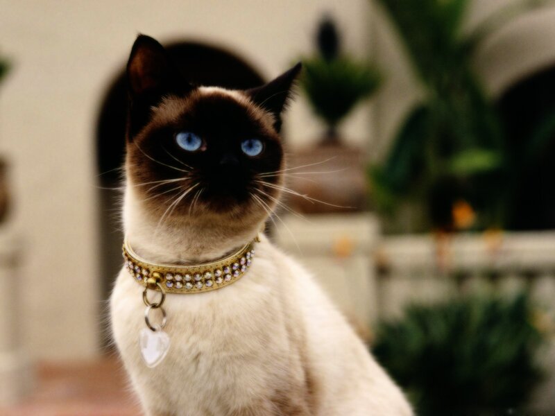 Siamese Cat with Blue Eyes — White, Calm, Photograph, Collar
