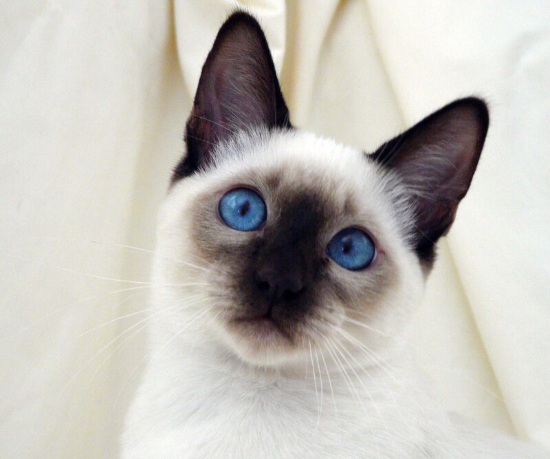 Siamese Cat with Blue Eyes — White, Calm, Photograph