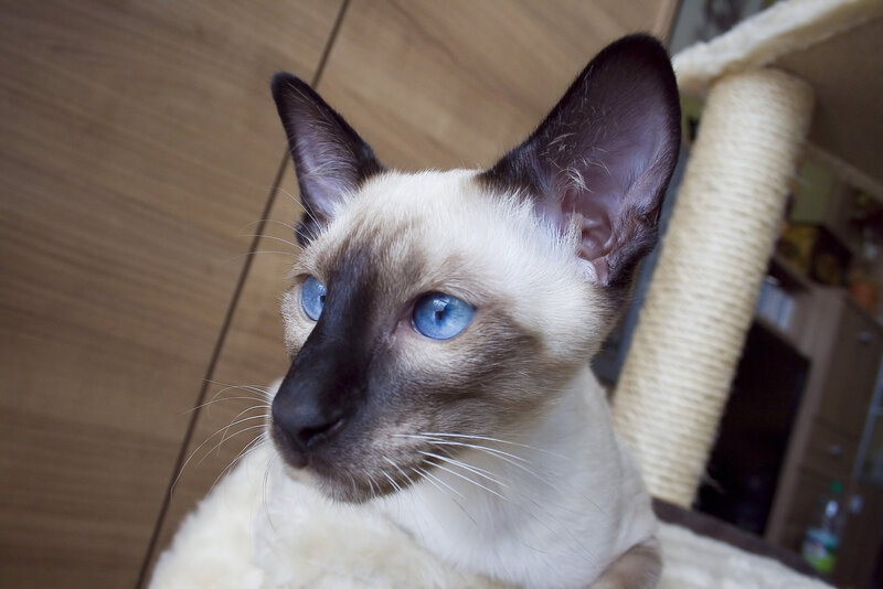 Siamese Cat with Blue Eyes — White, Calm