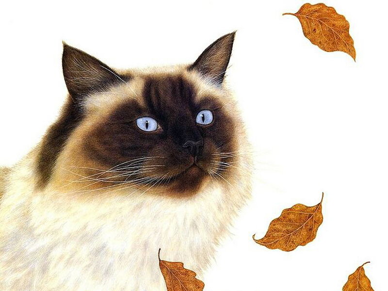 Siamese Cat with Blue Eyes — White