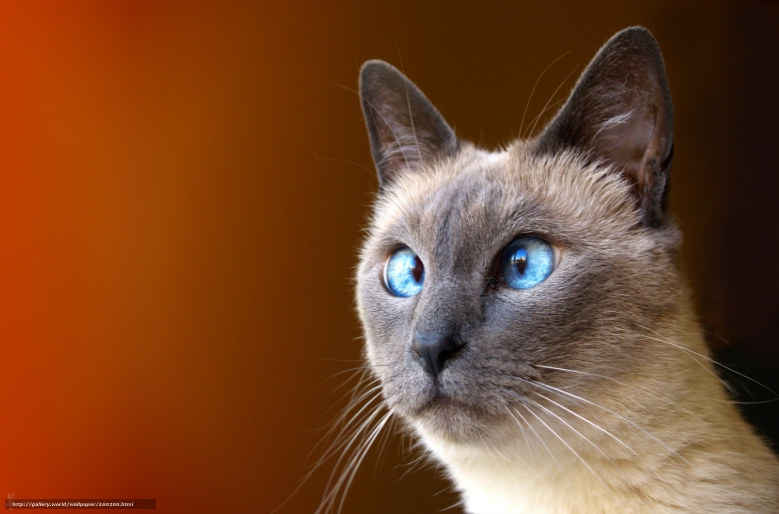 Siamese cat with blue eyes