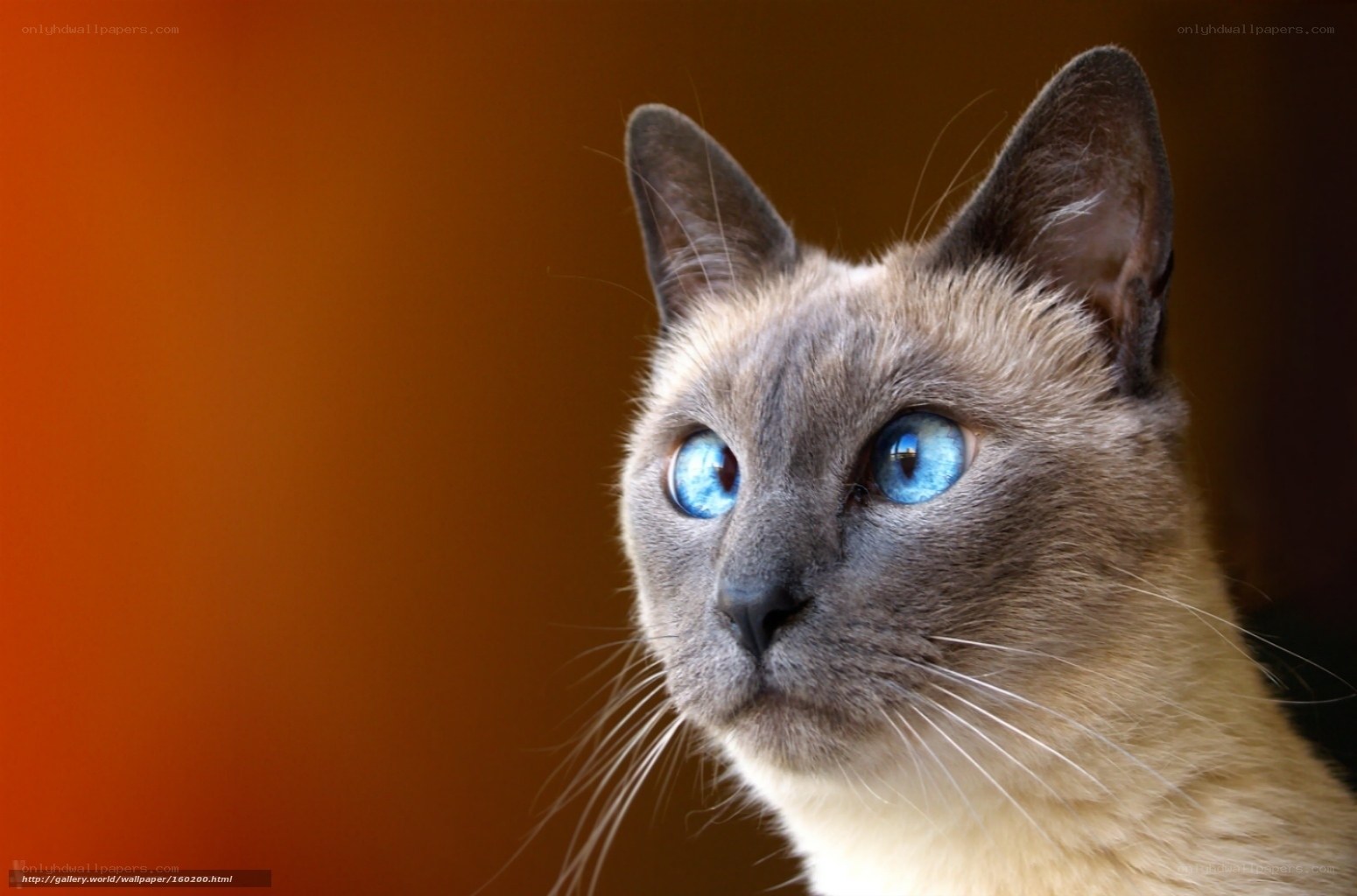Siamese cat with blue eyes