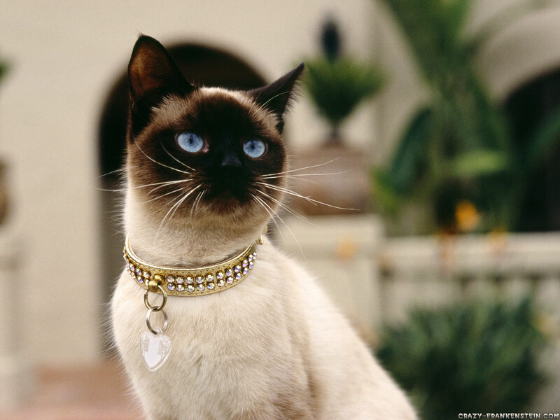 Siamese Cat with Collar