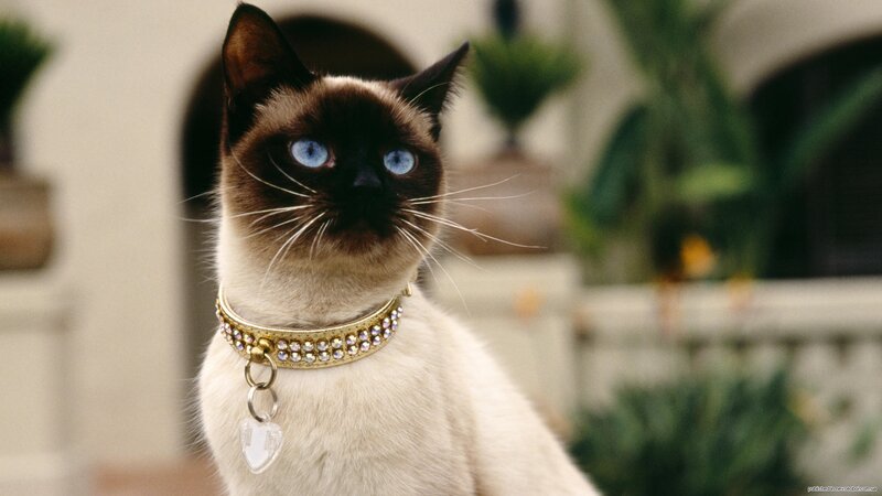 Siamese Cat with Collar — White, Calm
